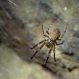 Tento druh pavouka je typický pro podzemí